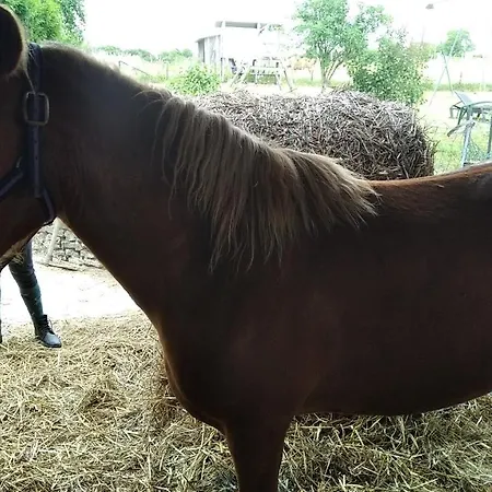 Insolite! Plusieurs Dans Ferme Equestre Rehaincourt
