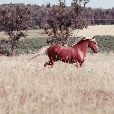 Insolite! Plusieurs Dans Ferme Equestre 아파트