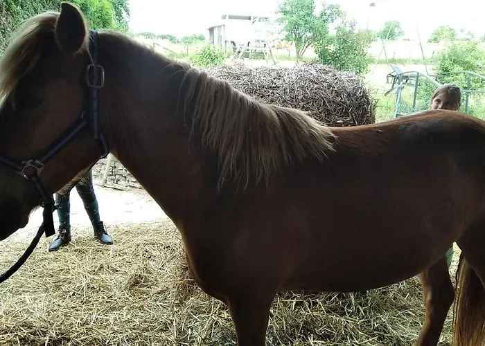 Insolite! Plusieurs Dans Ferme Equestre Rehaincourt
