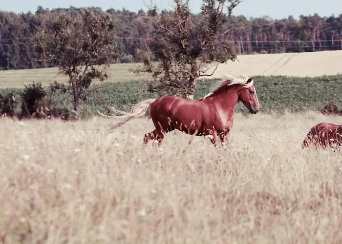 Insolite! Plusieurs Dans Ferme Equestre Apartmán
